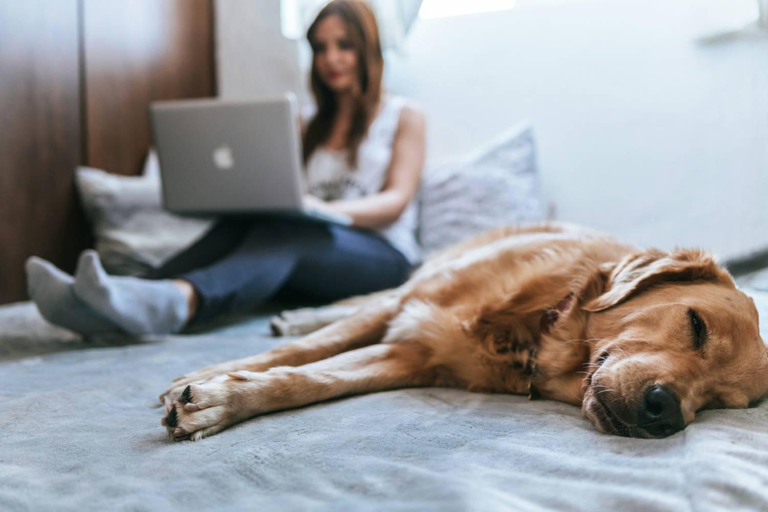 Pet Friendly Apartments